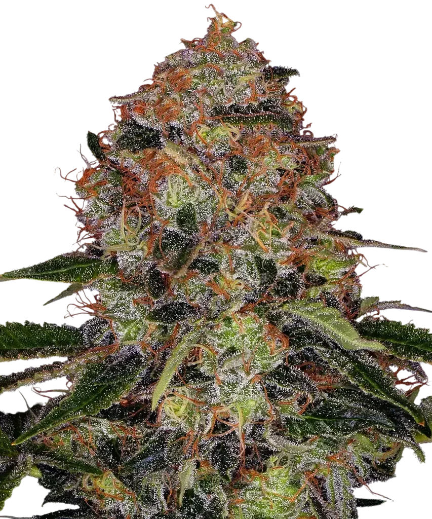 Shiskaberry – Produktansicht