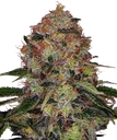 Shiskaberry | PHOTOFEM | Barneys Farm