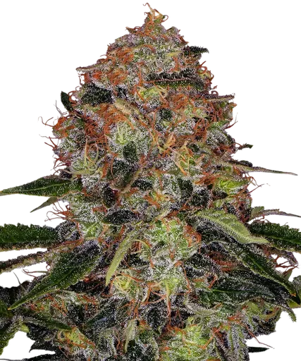 Shiskaberry