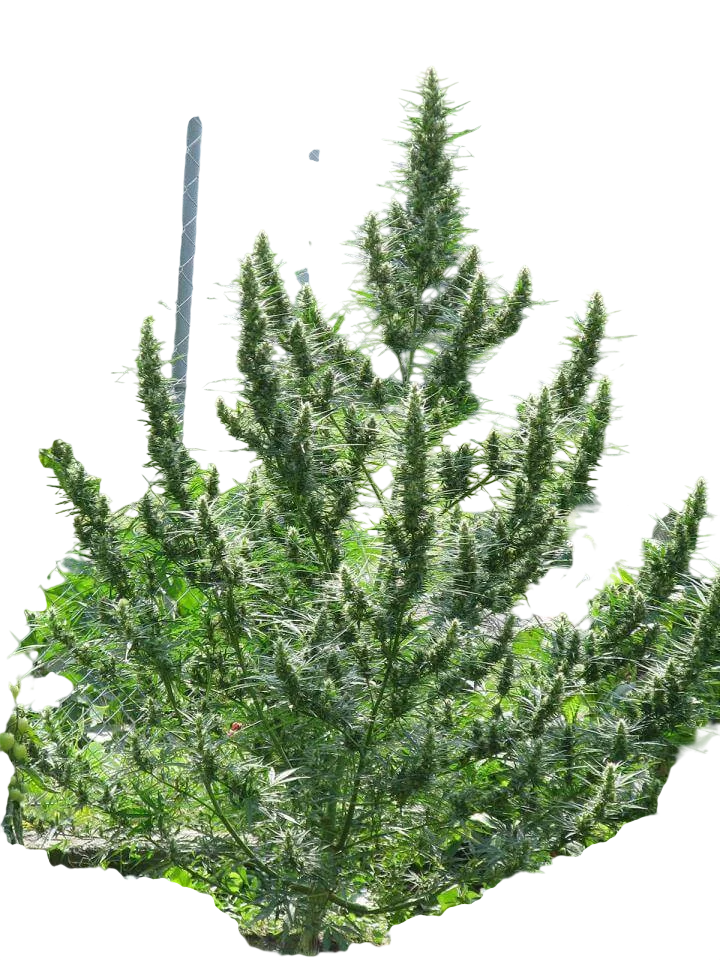 Haze CBD Auto – Produktansicht