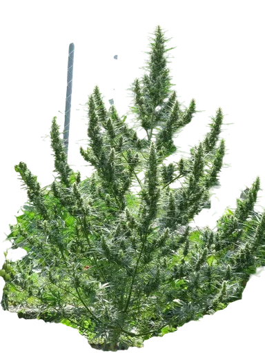 Haze CBD Auto