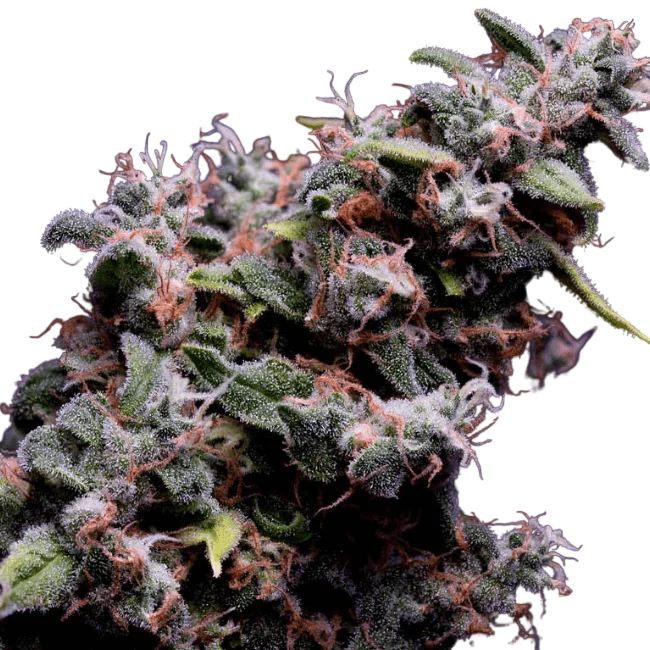 Hazy Kush S1 – Produktansicht