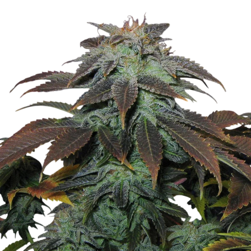 Heavy Duty Fruity – Produktansicht
