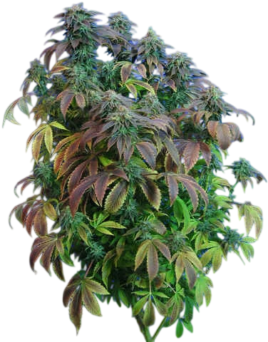 Heavy Duty Fruity
