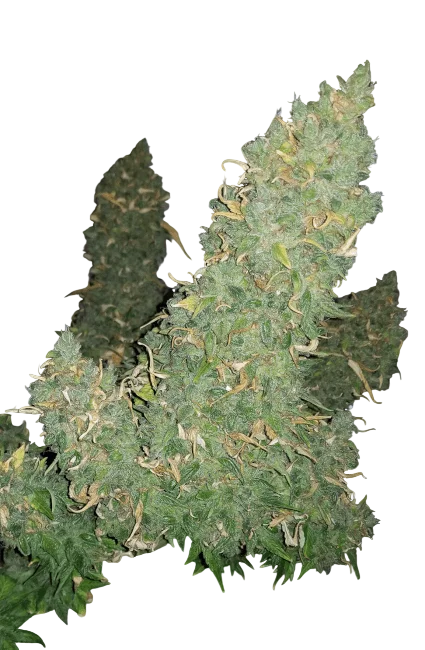 Heisenberg Special Auto | AUTOFEM | Mephisto Genetics