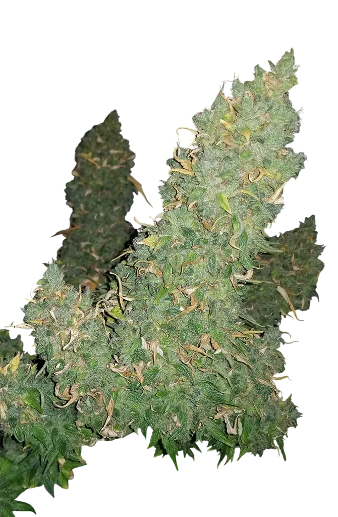 Heisenberg Special Auto – Produktansicht