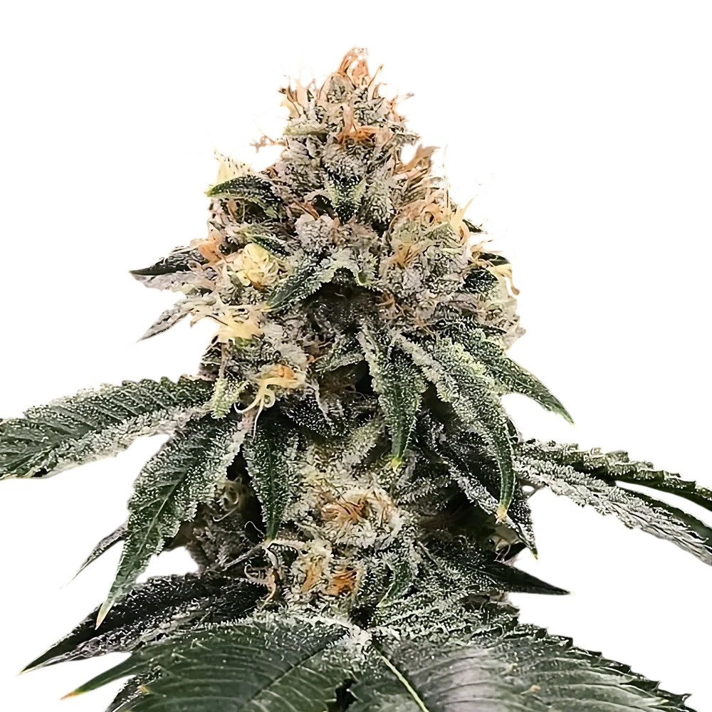 HG23 (Michael Jordan) Auto | AUTOFEM | DNA Genetics