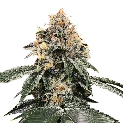 HG23 (Michael Jordan) Auto