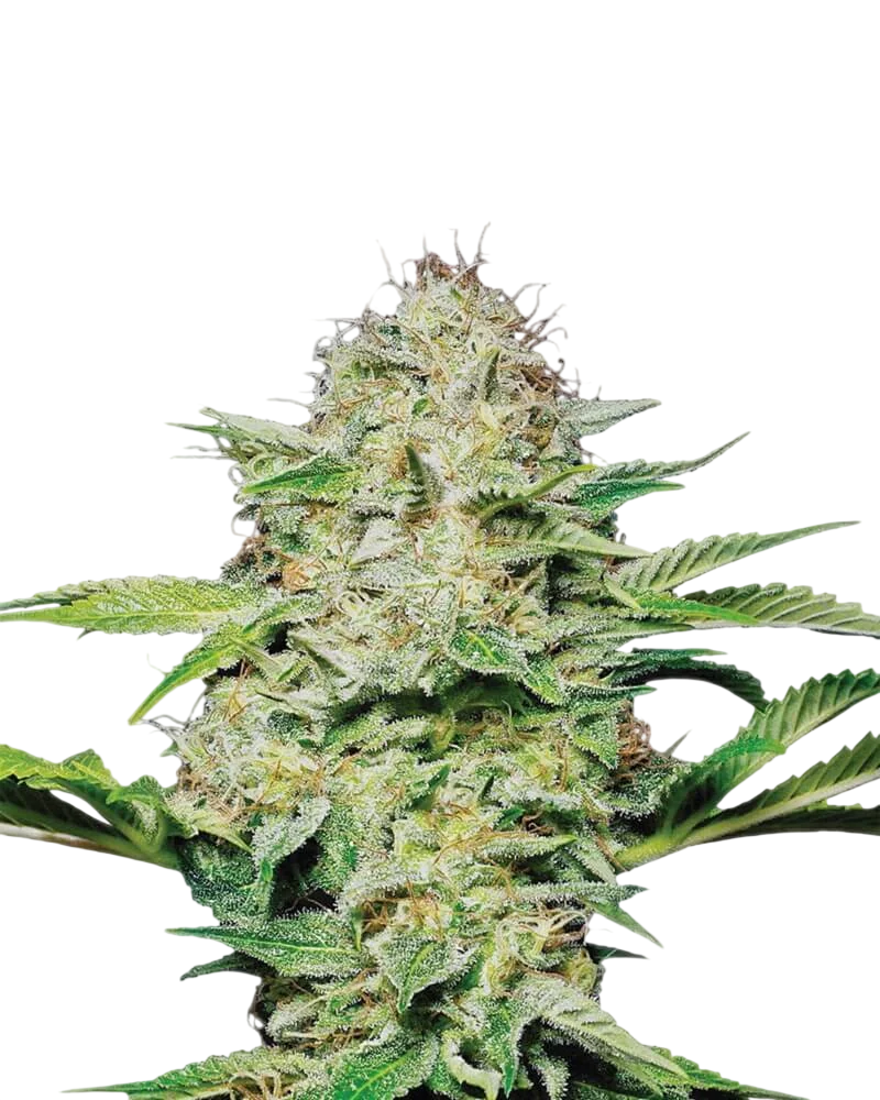 Hindu Kush – Produktansicht