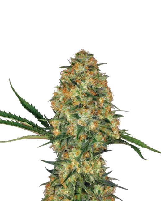 Hindu Kush Auto – Produktansicht