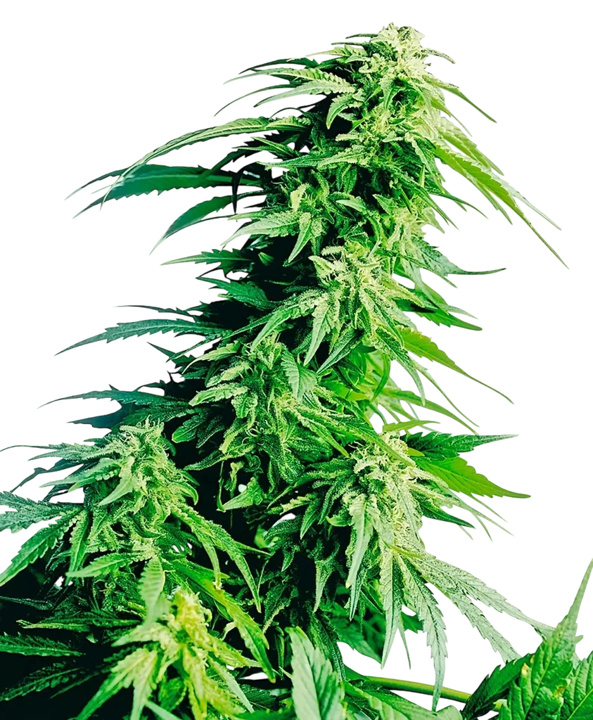 Hindu Kush | PHOTOREG | Sensi Seeds