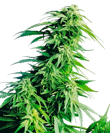 Hindu Kush