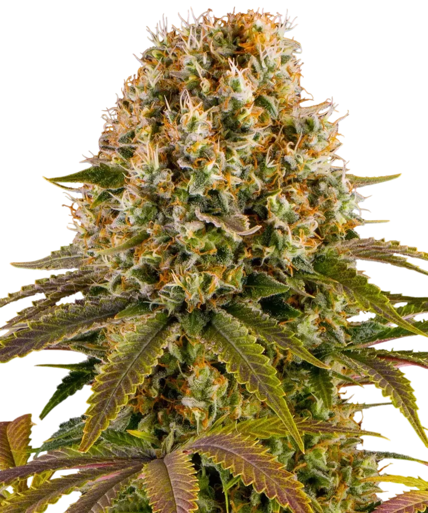 Strawberry Lemonade – Produktansicht