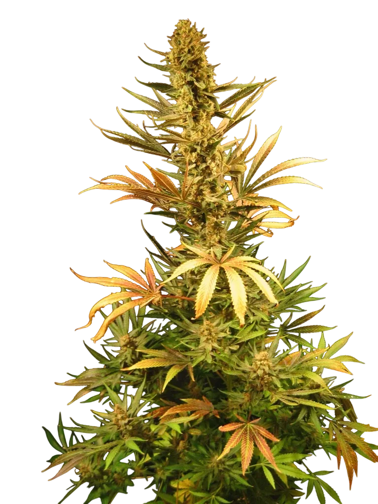 Holy Smoke | PHOTOREG | Mr. Nice Seedbank