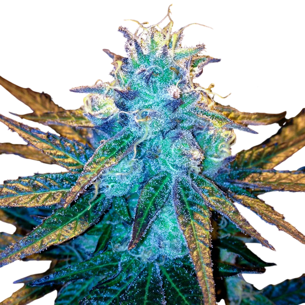 Honey Banana S1 | PHOTOFEM | DNA Genetics