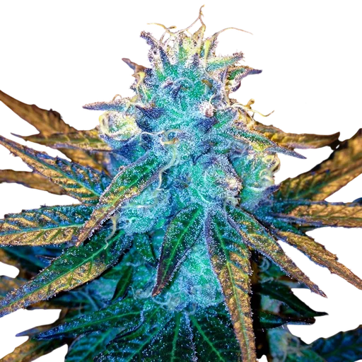 Honey Banana S1