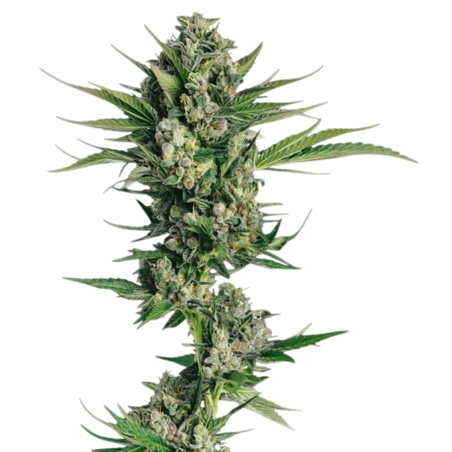 Honeycomb Chem – Produktansicht