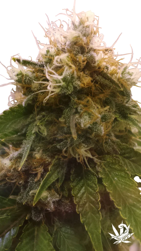 Honey OG – Produktansicht