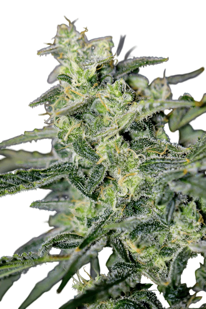 Hubbabubbahaze Auto – Produktansicht