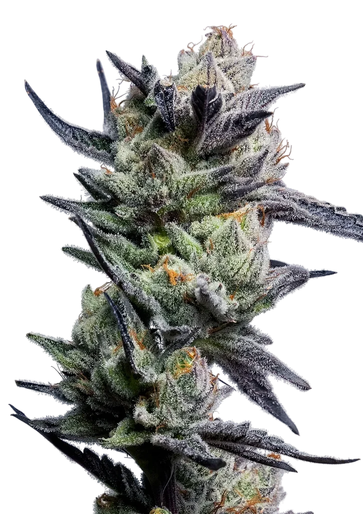 Huckleberry Punch | PHOTOFEM | Elev8 Seeds