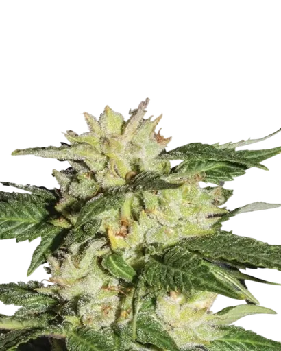 Ice Auto