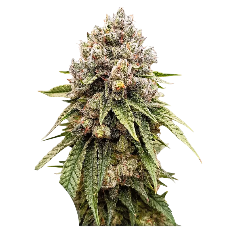 Ice Cream Haze – Produktansicht
