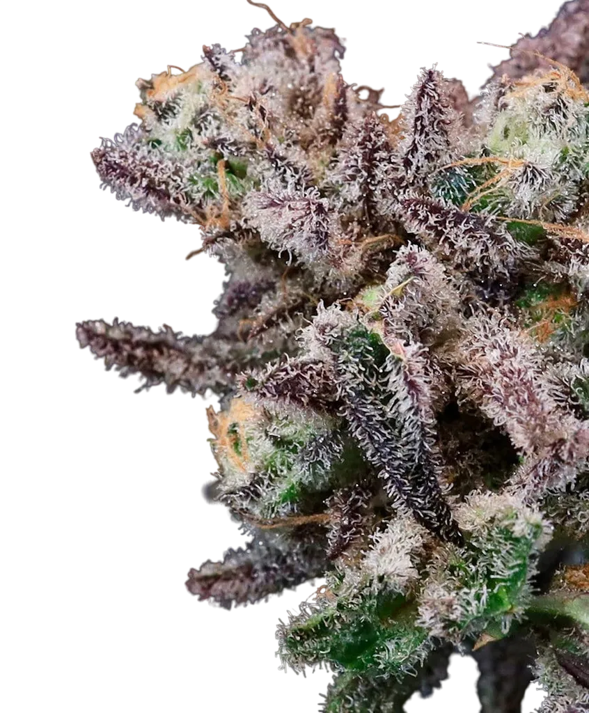 Iced Sangria | PHOTOFEM | Atlas Seed