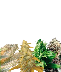 Indica Collection
