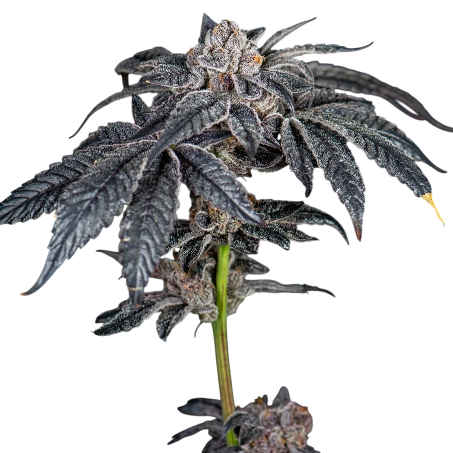 Inked Up Cherries – Produktansicht