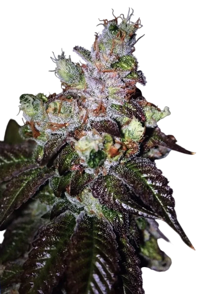 Island Punch Auto – Produktansicht
