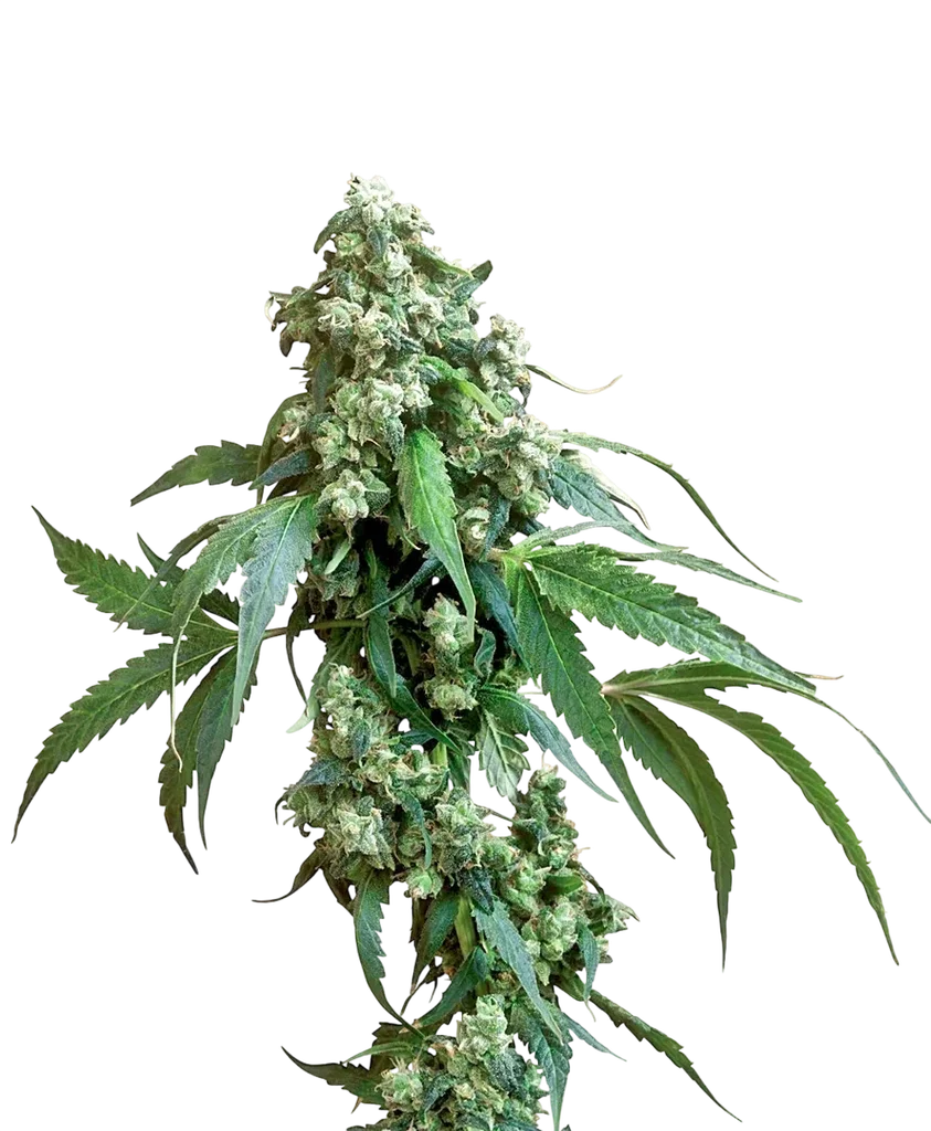 Jack Flash | PHOTOREG | Sensi Seeds