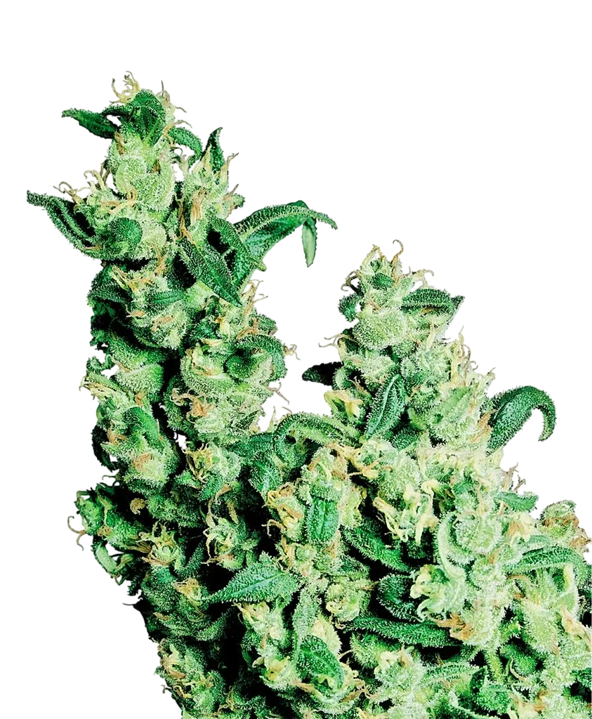 Jack Herer | PHOTOREG | Sensi Seeds