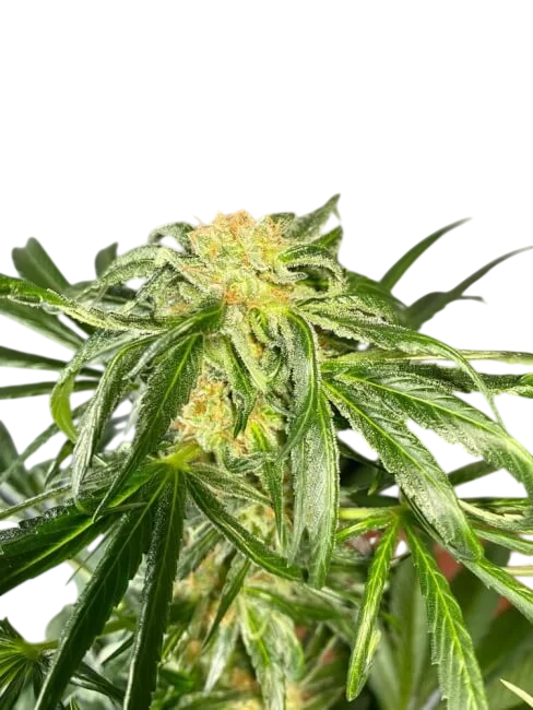 Jack Herer – Produktansicht