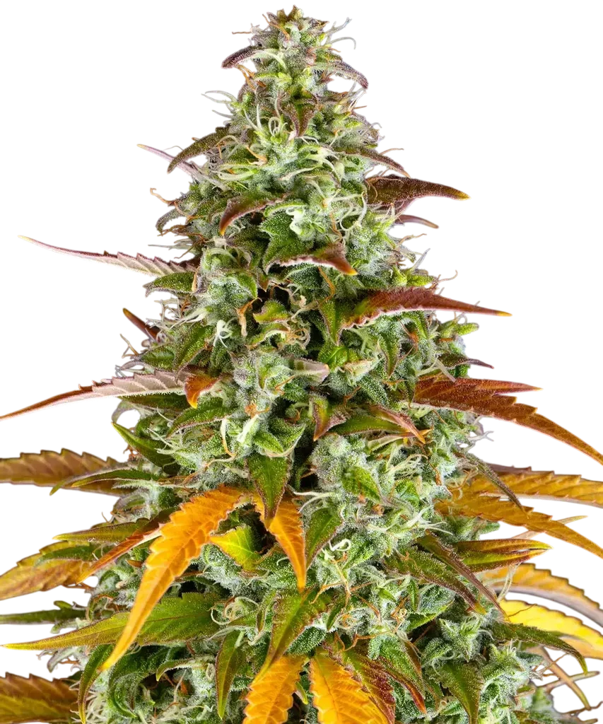 Watermelon Zkittlez Auto – Produktansicht