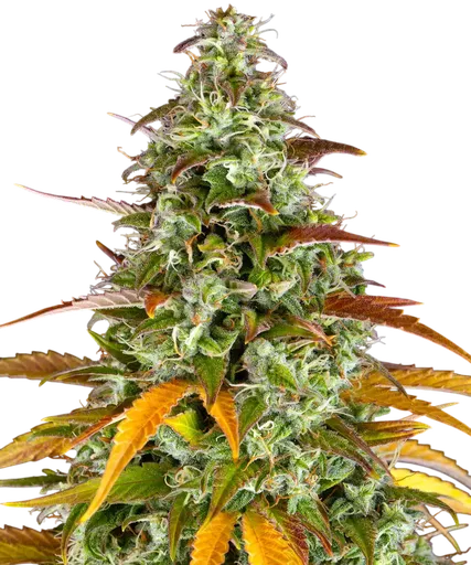 Watermelon Zkittlez Auto