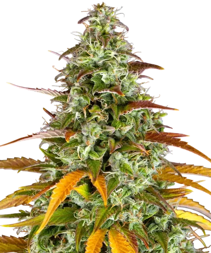 Watermelon Zkittlez Auto