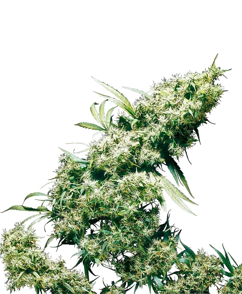 Jamaican Pearl | PHOTOREG | Sensi Seeds
