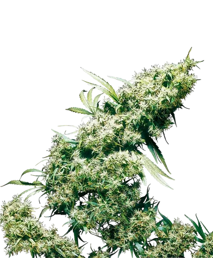 Jamaican Pearl