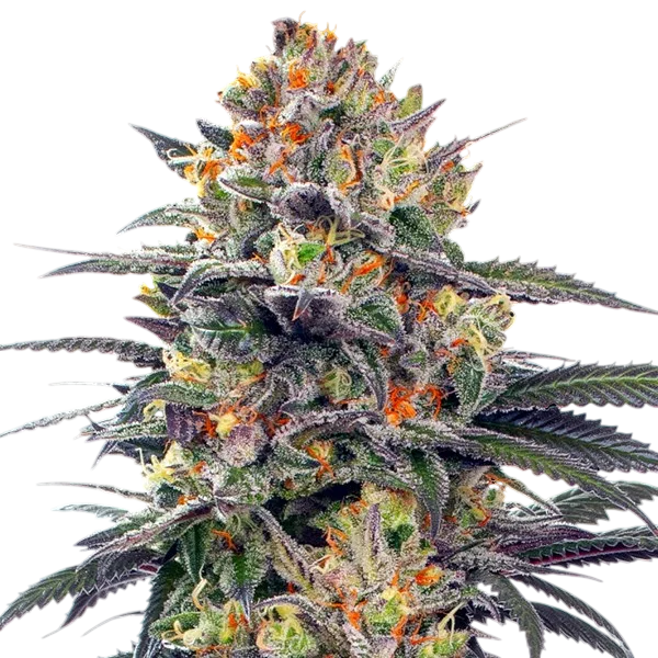 Jealous Mary Auto | AUTOFEM | G13 Labs