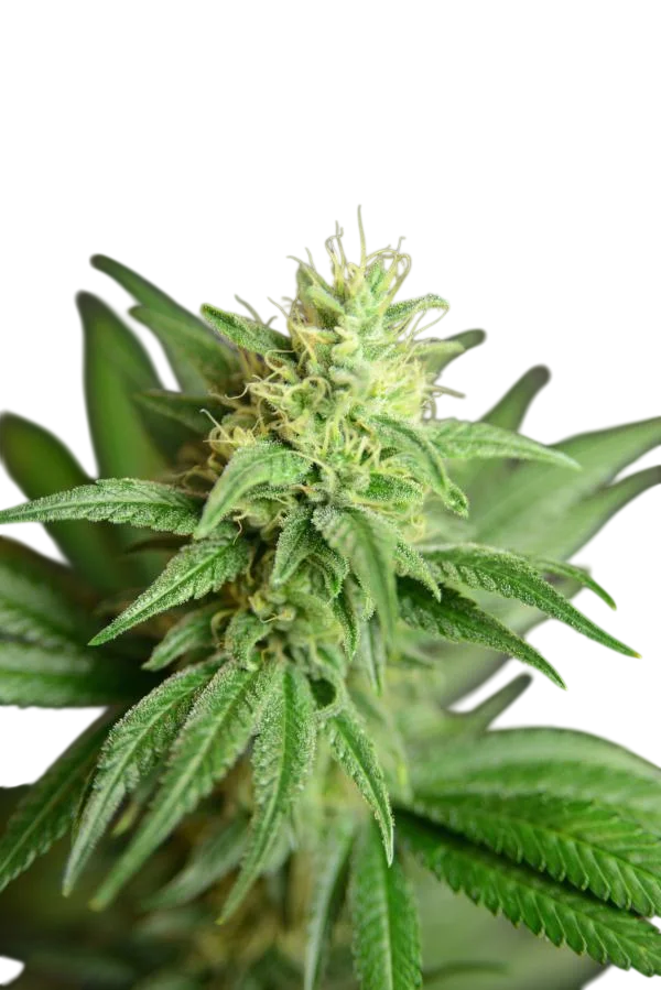 Jean Guy CBD – Produktansicht