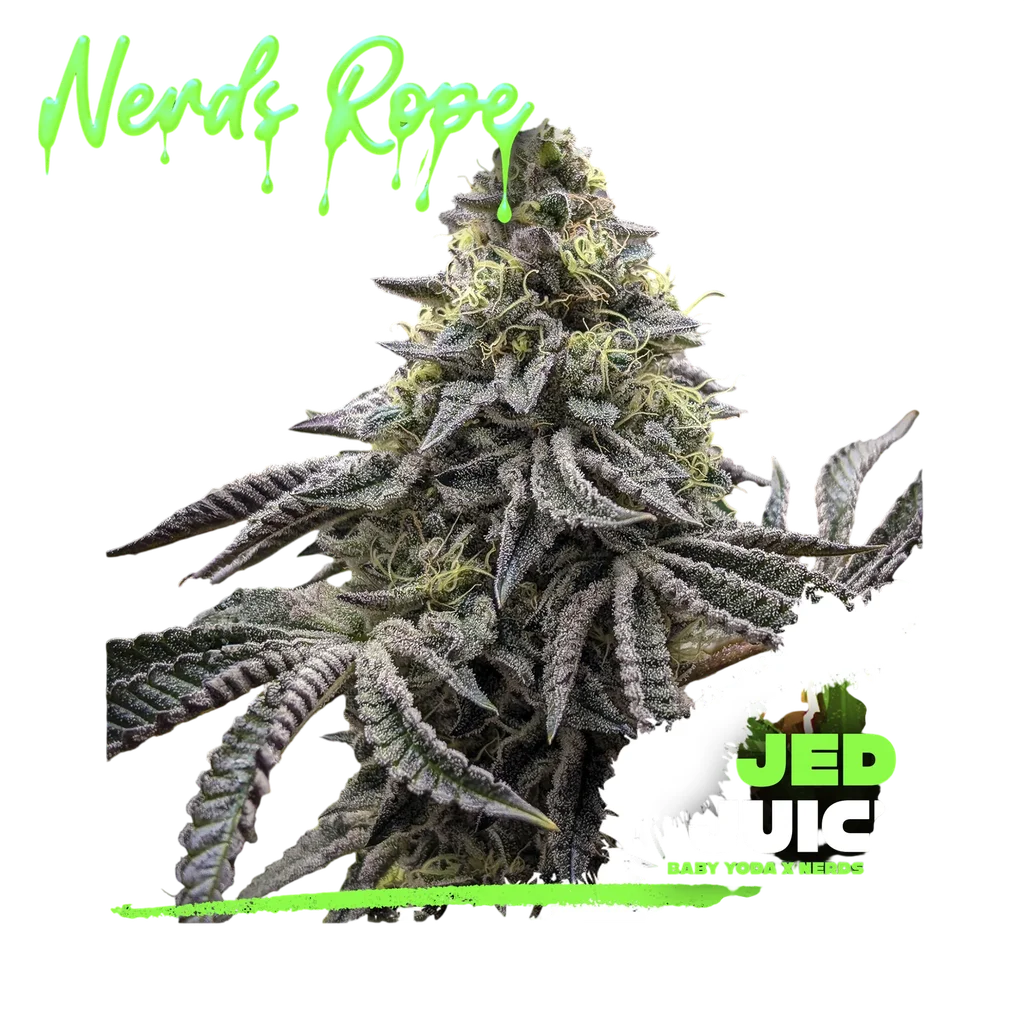 Jedi Juice (Baby Yoda x Nerds Rope) | PHOTOFEM | Elev8 Seeds