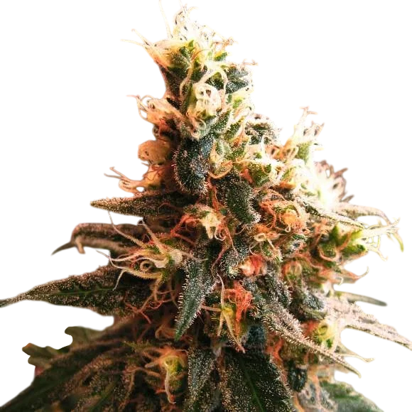 Jock Horror Auto | AUTOFEM | Nirvana Seeds