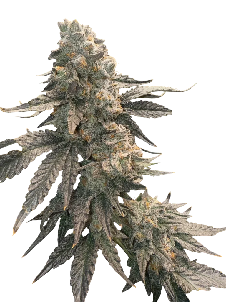 Johnny 4 Scoops – Produktansicht