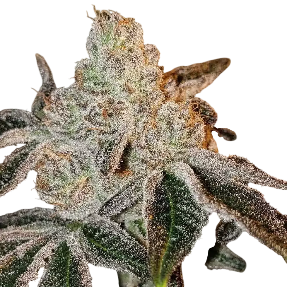 Johnny Dang R1 | PHOTOFEM | Ethos Genetics