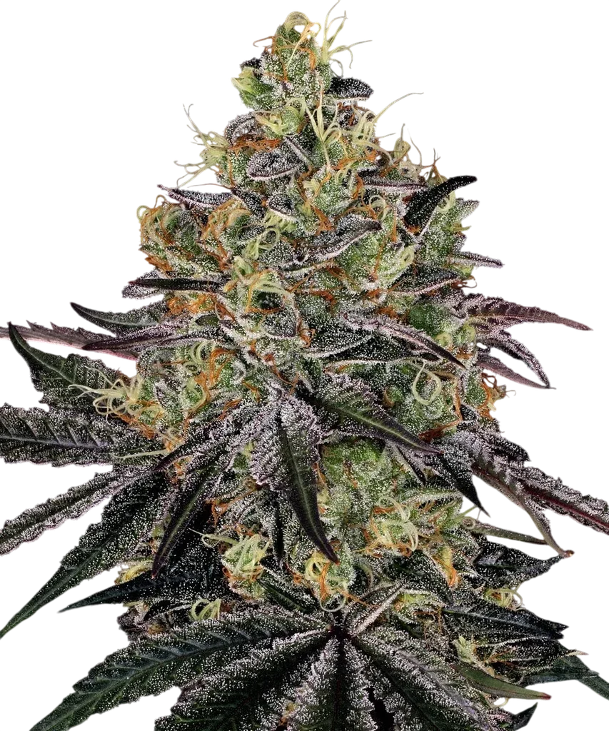 Watermelon Zkittlez – Produktansicht