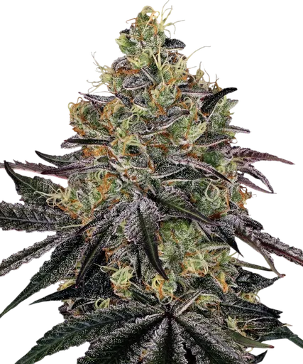 Watermelon Zkittlez | PHOTOFEM | Barneys Farm
