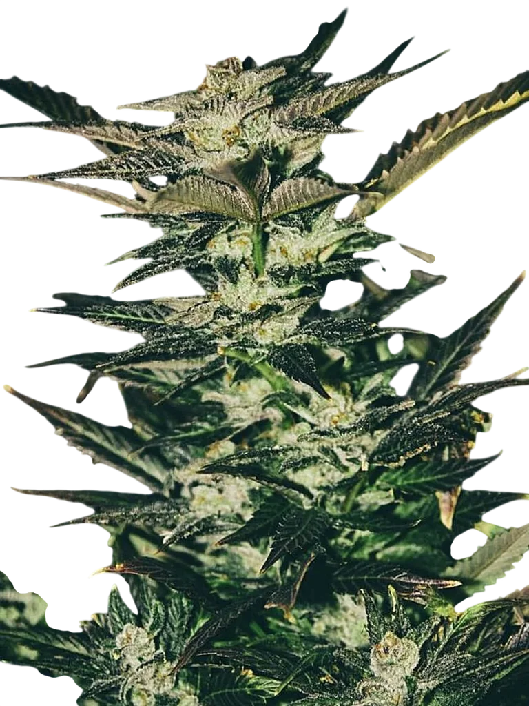 Jupiter OG Kush – Produktansicht