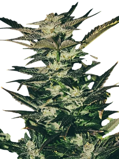 Jupiter OG Kush