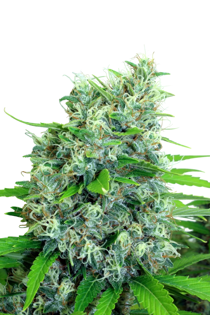 Kali Bubba – Produktansicht