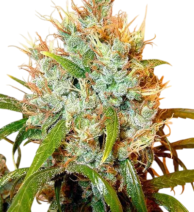 Kali Mist | PHOTOREG | Serious Seeds